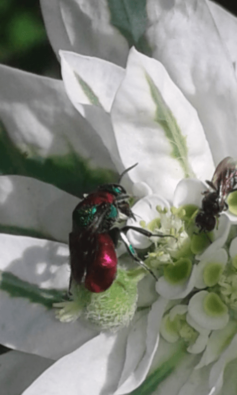 Hedychrum sp. (Chrysididae)?